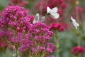 Black-veined white butterfly breeding Royalty Free Stock Photo