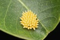 Black veined white butterfly eggs, Aporia crataegi, Satara, Maharshtra