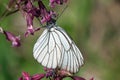 Black-veined White butterfly on a purple flower Royalty Free Stock Photo