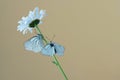 Black-veined white butterflys