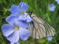 Black-veined white on flower. Royalty Free Stock Photo