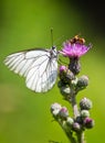 Black-veined white on a thistle. Bohemian Forest.