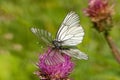 Black-veined whites (Aporia crataegi) mating on a thistle flower. Royalty Free Stock Photo