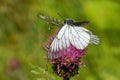 Black-veined whites (Aporia crataegi) mating on a thistle flower. Royalty Free Stock Photo
