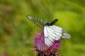 Black-veined whites (Aporia crataegi) mating on a thistle flower. Royalty Free Stock Photo