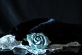 Black Velvet glove with blue paper rose and white shawl on black background Royalty Free Stock Photo