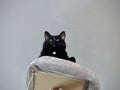 Black Velvet: The Regal Gaze of a Dark Feline Overseeing Its Domain from a Cozy Perch