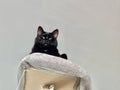 Black Velvet: The Regal Gaze of a Dark Feline Overseeing Its Domain from a Cozy Perch