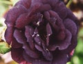 Black velvet rose in full bloom