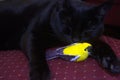 Velvety Black Cat with a Fake Finch