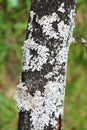 Black vertical branch of a tree with white moss and bark on a background of green grass, background Royalty Free Stock Photo