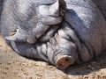 A black very fat fattened domestic pig Royalty Free Stock Photo