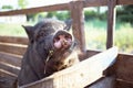 Black Vietnamese pig Royalty Free Stock Photo