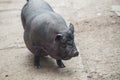 Black Vietnamese pig, close-up. Royalty Free Stock Photo