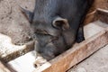 Black Vietnamese pig on the farm in the barn eats from the trough Royalty Free Stock Photo