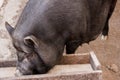 Black Vietnamese pig on the farm in the barn eats from the trough Royalty Free Stock Photo