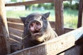 Big black Vietnamese pig on the farm Royalty Free Stock Photo