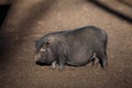 Black Vietnamese pig on the farm yard. Animal life, people and d Royalty Free Stock Photo