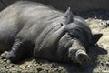 A black Vietnamese pig lies on the ground at noon. Boar quietly resting on the farm Royalty Free Stock Photo