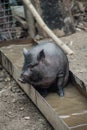 Black Vietnamese pig swiming in a trough, close-up. Royalty Free Stock Photo