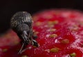 Black Vine Weevil Insect on Strawberry