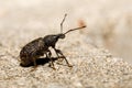 Black Vine Weevil - Otiorhynchus sulcatus