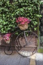 Black vintage bike decorated with pink flowers Royalty Free Stock Photo