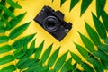 Black Vintage Retro Photo Film Camera, Abstract Frame Border Of Tropic Green Leaves On Yellow Background