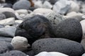 Black volcanic rocks on beach of Hellnar in Iceland