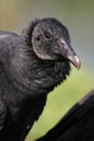 Black vulture Royalty Free Stock Photo