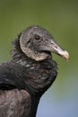 Black vulture Royalty Free Stock Photo