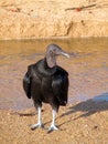 Black vulture Royalty Free Stock Photo