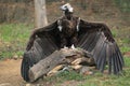 Black vulture Royalty Free Stock Photo