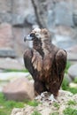 Black Vulture Royalty Free Stock Photo
