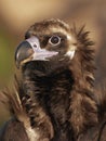 Black vulture (Aegypius monachus) Royalty Free Stock Photo