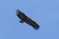 Black vulture Aegypius monachus