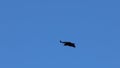 Black vulture, Aegypius monachus, flying with blue sky background