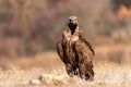 Black vulture Aegypius monachus, in its natural enviroment Royalty Free Stock Photo