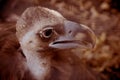 Black vulture, Aegypius monachus, Young wild bird through zoo cage. Royalty Free Stock Photo