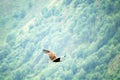 Black vulture Aegypius monachus scavenger in pastures of North Caucasus, Royalty Free Stock Photo