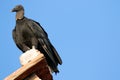 Black Vulture Portrait Isolated, Nicaragua