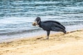 Black vulture at the beach of the colonial city of Paraty, Rio de Janeiro, Brazil Royalty Free Stock Photo