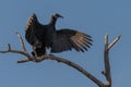 Black Vulture birds sitting