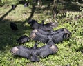 Black Vulture birds stock photos. Black Vulture birds stretching wings