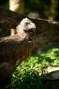 Black Vulture Royalty Free Stock Photo