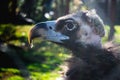 Black vulture Royalty Free Stock Photo