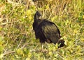 Black Vulture in Bush Royalty Free Stock Photo