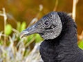 Merritt Island Black Vulture Close-Up Royalty Free Stock Photo