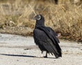 Black Vulture Close Up