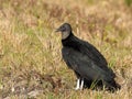 Black Vulture, Coragyp atratus, portrait.